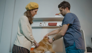 Veterinarian Edmonton attending to a pet for an emergency service