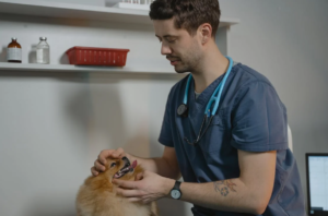 Veterinarian in Edmonton checking your pet for Emergency Service