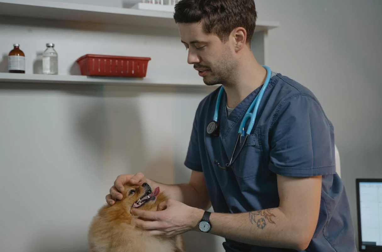 Quick Response Emergency Vet In Edmonton For Immediate Pet Care   Emergency Vet Edmonton Clinic 