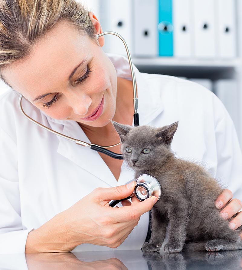 Quick Response Emergency Vet In Edmonton For Immediate Pet Care   Service1 